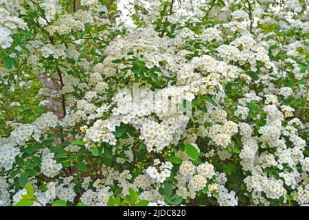 Fleurs d'Alyssum. Petite fleur blanche de Lobularia Maritima pour les bordures de jardin, les jardins de roche alpine ou les paniers suspendus. Belle nature estivale Banque D'Images