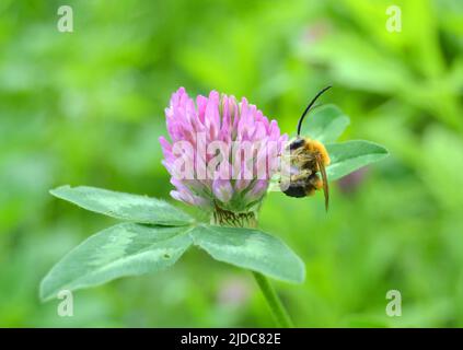 Eucera longicornis est une espèce d'abeilles de la famille des Apidae, de la sous-famille des Apinae et de la tribu des Eucerini, les abeilles à longues cornes. Banque D'Images