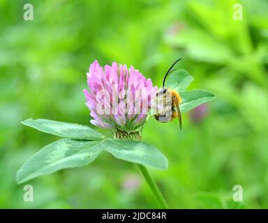 Eucera longicornis est une espèce d'abeilles de la famille des Apidae, de la sous-famille des Apinae et de la tribu des Eucerini, les abeilles à longues cornes. Banque D'Images