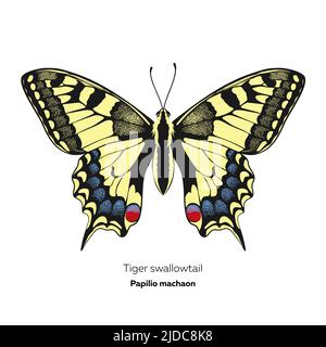 Papillon à queue d'aronde de tigre, machaon de Papilio, illustration vectorielle. Illustration de Vecteur