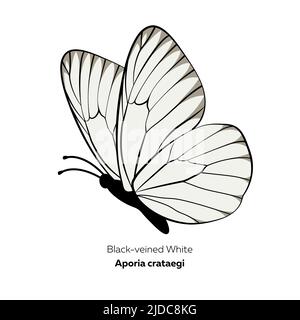 Papillon blanc à veiné noir, Aporia crataegi, illustration vectorielle. Illustration de Vecteur