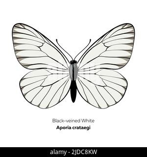 Papillon blanc à veiné noir, Aporia crataegi, illustration vectorielle. Illustration de Vecteur