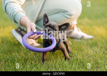 Magnifique chien de taureau français jouant à l'extérieur avec un arrache-pied Banque D'Images