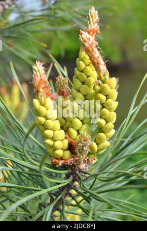 pinus resinosa. Jeunes Pineoung cônes tendres sur une branche de pin dans la forêt. Pinus resinosa, cône de pollen mâle, Pinecone, au début du printemps Banque D'Images