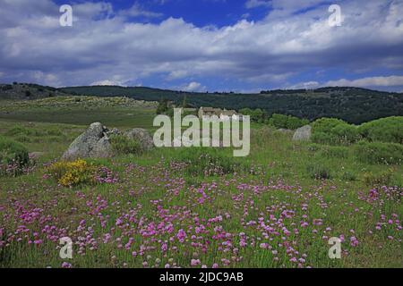 France, Lozère Pont de Montvert, paysage fleuri du Mont Lozère, Parc des Cévennes, Banque D'Images