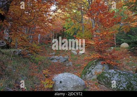 France, Lozère, Mont Lozère, classé site du patrimoine mondial de l'UNESCO, forêt, bosquet de hêtre en automne Banque D'Images