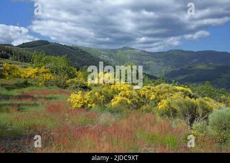 France, Gard (30), Cévennes, massif de l'Aigoual, Saint-Guiral, Vallée de l'Arre Banque D'Images