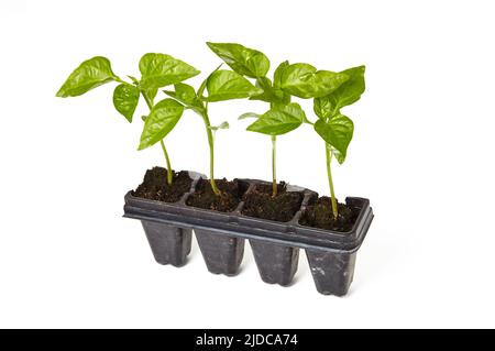 Semis de poivre dans un pot en plastique isolé sur fond blanc. Culture de légumes dans le sol à l'intérieur ou en serre Banque D'Images