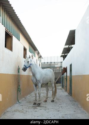 cheval blanc dans l'écurie. Banque D'Images