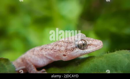 Gros plan macro de maison gecko la maison commune gecko (Hemidactylus frenatus) est un gecko originaire de l'Asie du Sud et du Sud-est Banque D'Images