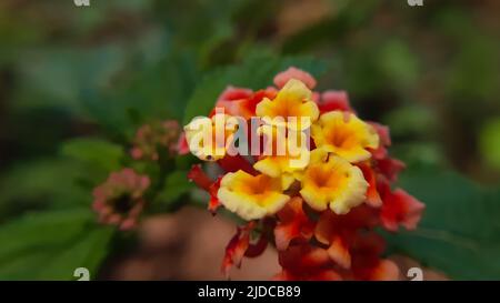 Macro proche des fleurs rouges Lantana camara (lantana commune) est une espèce de plante à fleurs de la famille des verbènes (Verbenaceae), originaire de l'Amer Banque D'Images