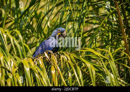 Jacinthe macaw gros plan sur un palmier dans l'habitat naturel, brasil sauvage, faune brasienne, observation des oiseaux, plus grand perroquet, bleu magique, noix de palme, bleu. Banque D'Images