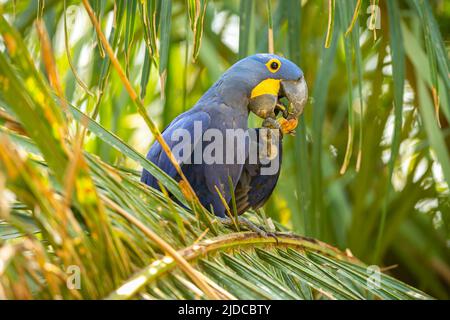Jacinthe macaw gros plan sur un palmier dans l'habitat naturel, brasil sauvage, faune brasienne, observation des oiseaux, plus grand perroquet, bleu magique, noix de palme, bleu. Banque D'Images