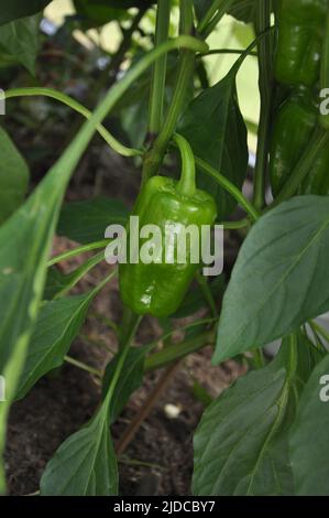 Capsicum annuum, croissant de poivron dans une serre Banque D'Images