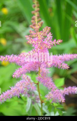 Gros plan de Astilbe chinensis - fleur vivace herbacée sous la lumière douce du soleil. Astilbe chinensis est également connu sous le nom de False Spirea Astilbe chinensis. Banque D'Images