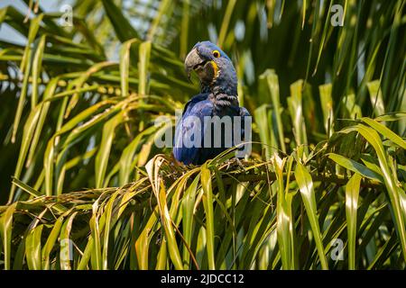 Jacinthe macaw gros plan sur un palmier dans l'habitat naturel, brasil sauvage, faune brasienne, observation des oiseaux, plus grand perroquet, bleu magique, noix de palme, bleu. Banque D'Images