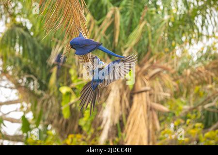 Jacinthe macaw gros plan sur un palmier dans l'habitat naturel, brasil sauvage, faune brasienne, observation des oiseaux, plus grand perroquet, bleu magique, noix de palme, bleu. Banque D'Images