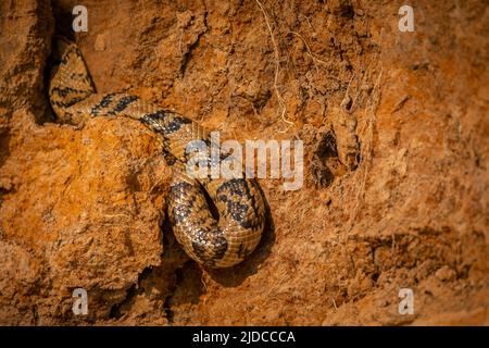 Serpent sauvage gros plan dans l'habitat naturel, brasil sauvage, faune brasienne, pantanal, jungle verte, nature sud-américaine et sauvage, dangereux, faux Banque D'Images