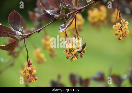 Plante à fleurs jaunes de l'épine-vinette de Thunberg (Berberis thunbergii), également connue sous le nom de l'épine-vinette japonaise, ou épine-vinette rouge. Arbuste de baryre dans le parc Banque D'Images
