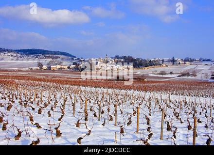 France, Côte-d'Or (21), Monthélie village des vignobles de la Côte de Beaune, vignoble sous la neige Banque D'Images