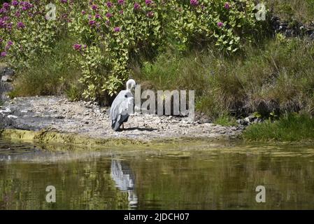 Le héron gris mâle (Ardea cinerea) en profil droit, se prêtant sur une rive du lac Rocky au soleil, se reflète dans l'eau ci-dessous, sur l'île de Man, au Royaume-Uni Banque D'Images