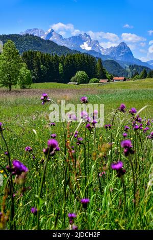 Pré alpine en été près de Garmisch, en arrière-plan l'Alpspitze (2628 m), le Zugspitze (2962 m) et le Waxenstein (2277), Garmisch-Partenkirc Banque D'Images