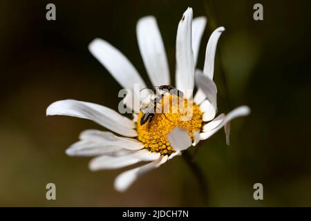 oedemera nobilis, deux spécimens mâles sur une marguerite luttant pour l'espace. domination. merveilles de la nature. Lutte contre le coléoptère Banque D'Images