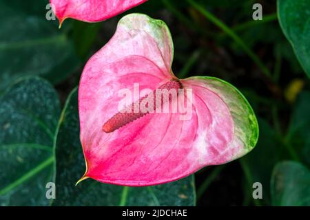 Anthurium x cultorum plante arbustive tropicale à fleurs printanières avec une fleur rose rouge estivale communément connue sous le nom de nénuphars et souvent utilisée a Banque D'Images