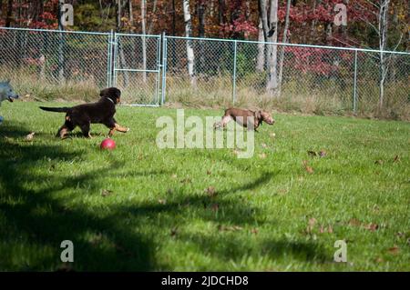 Bernois chien de montagne chiot jouant dans la cour avec le pit-Bull Banque D'Images