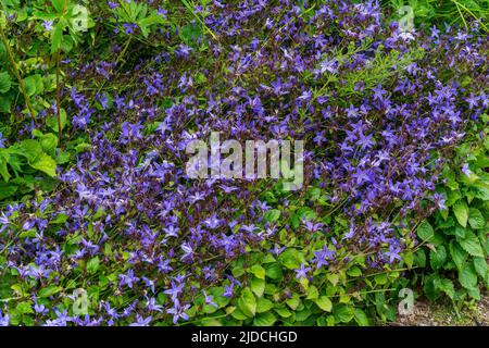 Campanula poscharskyana 'Sella' une plante à fleurs d'été avec un bleu violet terre d'été couvrant la fleur communément connue sous le nom de bellflower arrière, Banque D'Images