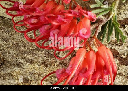 Vue macro de l'inflorescence isolée de Grevillea preissii Banque D'Images