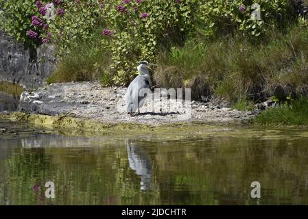 Image d'un héron gris mâle (Ardea cinerea) debout sur un bord de lac, regardant à droite d'image au soleil, sur l'île de Man, Royaume-Uni en juin Banque D'Images