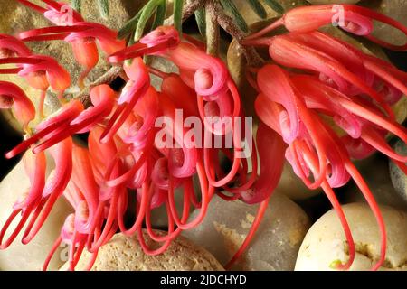 Vue macro de l'inflorescence isolée de Grevillea preissii sur les cailloux Banque D'Images