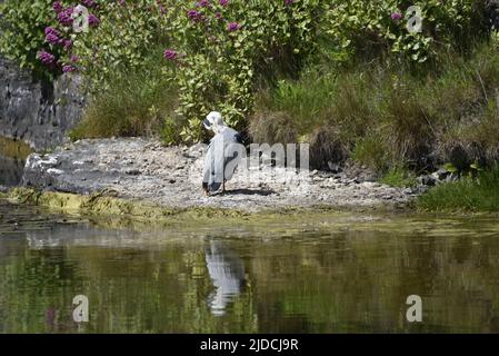Le héron gris mâle (Ardea cinerea) préentant le côté gauche au soleil à Lake Edge, se reflète dans l'eau ci-dessous, sur l'île de Man, au Royaume-Uni en été Banque D'Images