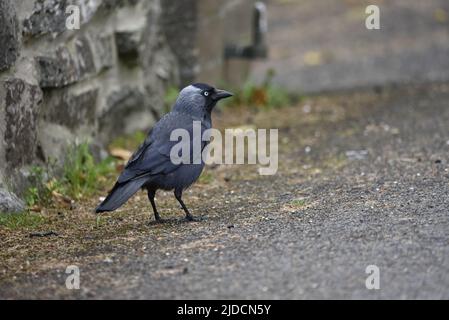 Gros plan image du profil droit d'un Jackdaw occidental (Corvus monedula) à gauche du cliché, copier l'espace à droite du cliché, debout sur le Tarmac avec le mur de roche Banque D'Images