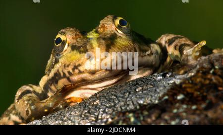 Grenouille de Perez, grenouille ibérique, Pélophylax perezei, Parc national de la Sierra de Guadarrama, Segovia, Castilla y León, Espagne, Europe Banque D'Images