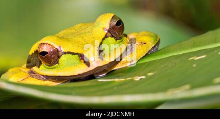 Grenouille d'arbre à bandes croisées New Granada, Smilisca phaeota, forêt tropicale, parc national de Corcovado, zone de conservation Osa, Péninsule OSA, Costa Rica, Banque D'Images