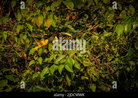 Oiseau majestueux et coloré dans l'habitat naturel. Oiseaux du nord du Pantanal, du brésil sauvage, faune brasienne pleine de jungle verte. Banque D'Images