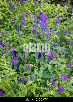 Vetch Tufted Vicia craca plante d'escalade hedgerow commune de la famille des pois Banque D'Images
