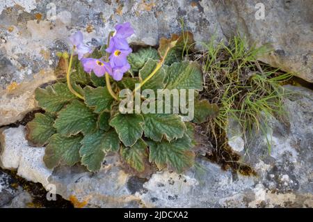 Ramonda serbica en pleine croissance dans la gorge Vikos dans la région de Zagori dans les monts Pindus de Grèce - un rare vestige de la dernière période interglaciaire Banque D'Images