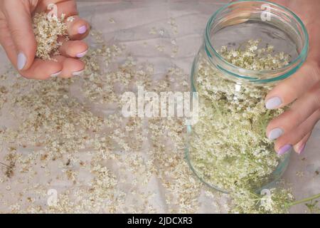 Faire de la limonade aux baies de sureau à la maison. Une boisson de guérison naturelle à base d'herbes Banque D'Images