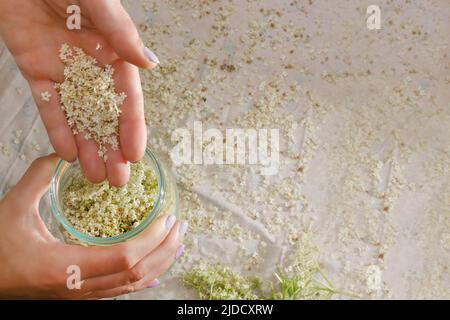 Limonade maison, une femme prépare la limonade à partir de fleurs de sureau fraîches Banque D'Images