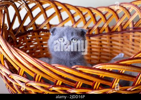 Chaton écossais (britannique). Portrait d'un bébé, joli pli écossais. S'installe dans un grand panier seul. Couleur gris. Gros plan, mise au point sélective. Banque D'Images