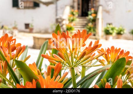 Fleurs dans la cour d'une finca en Espagne Banque D'Images