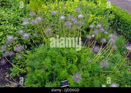 Fleur de Pasque - pulsatilla vulgaris - blodyn y pasg. Jardin physique primé, Cowbridge près de Cardiff. Pris en juin 2022 Banque D'Images