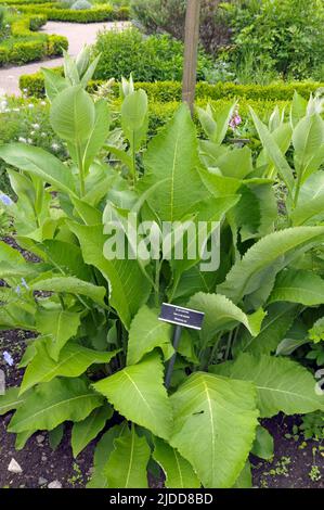 Elecampane - Inula helenium-Marchallan. Jardin physique primé, Cowbridge près de Cardiff juin 2022 Banque D'Images