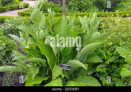 Elecampane - Inula helenium-Marchallan. Jardin physique primé, Cowbridge près de Cardiff juin 2022 Banque D'Images