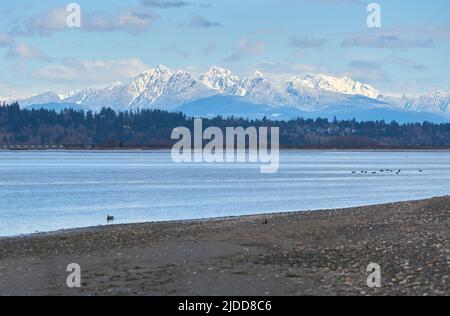 Golden Ears de Boundary Bay. La neige couvrait les montagnes Golden Ears de Blackie Spit à Crescent Beach, Surrey, Colombie-Britannique. Banque D'Images