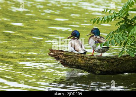 Deux canards colverts s'assoient sur un tronc d'arbre dans le lac Banque D'Images