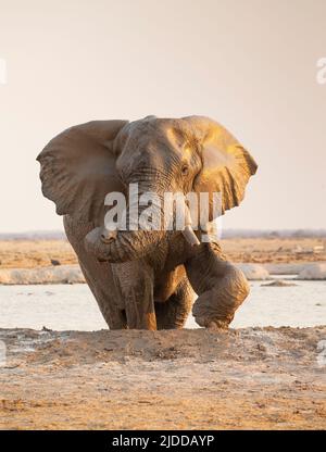 Éléphant d'Afrique (Loxodonta africana) émergeant d'un trou d'eau et jouant avec son tronc. Banque D'Images